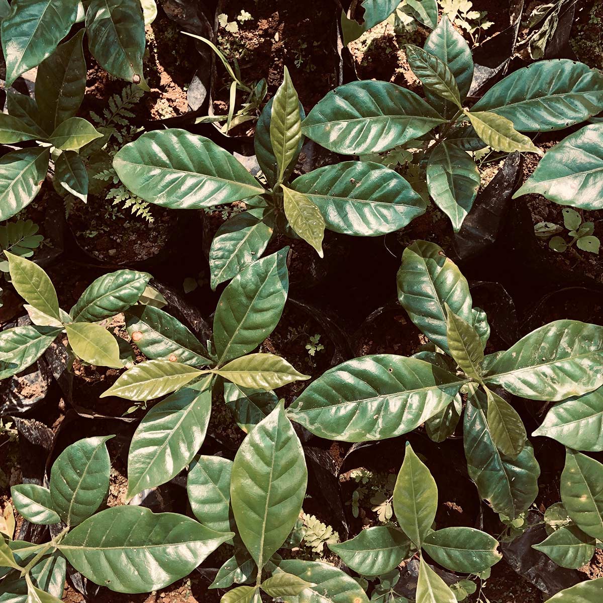 How to plant a tree Planting a tree in nature